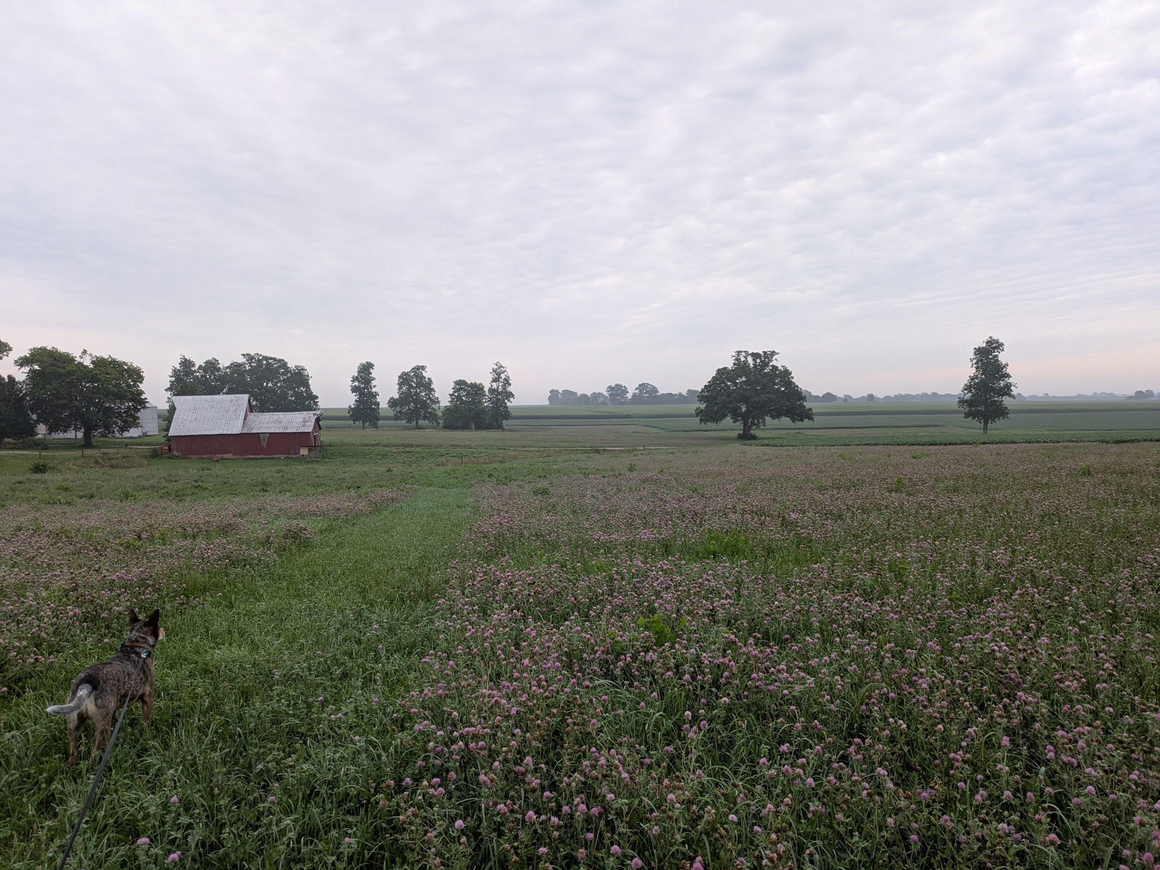A big field of purple clover, with a dog in the foreground and a barn in the distance.