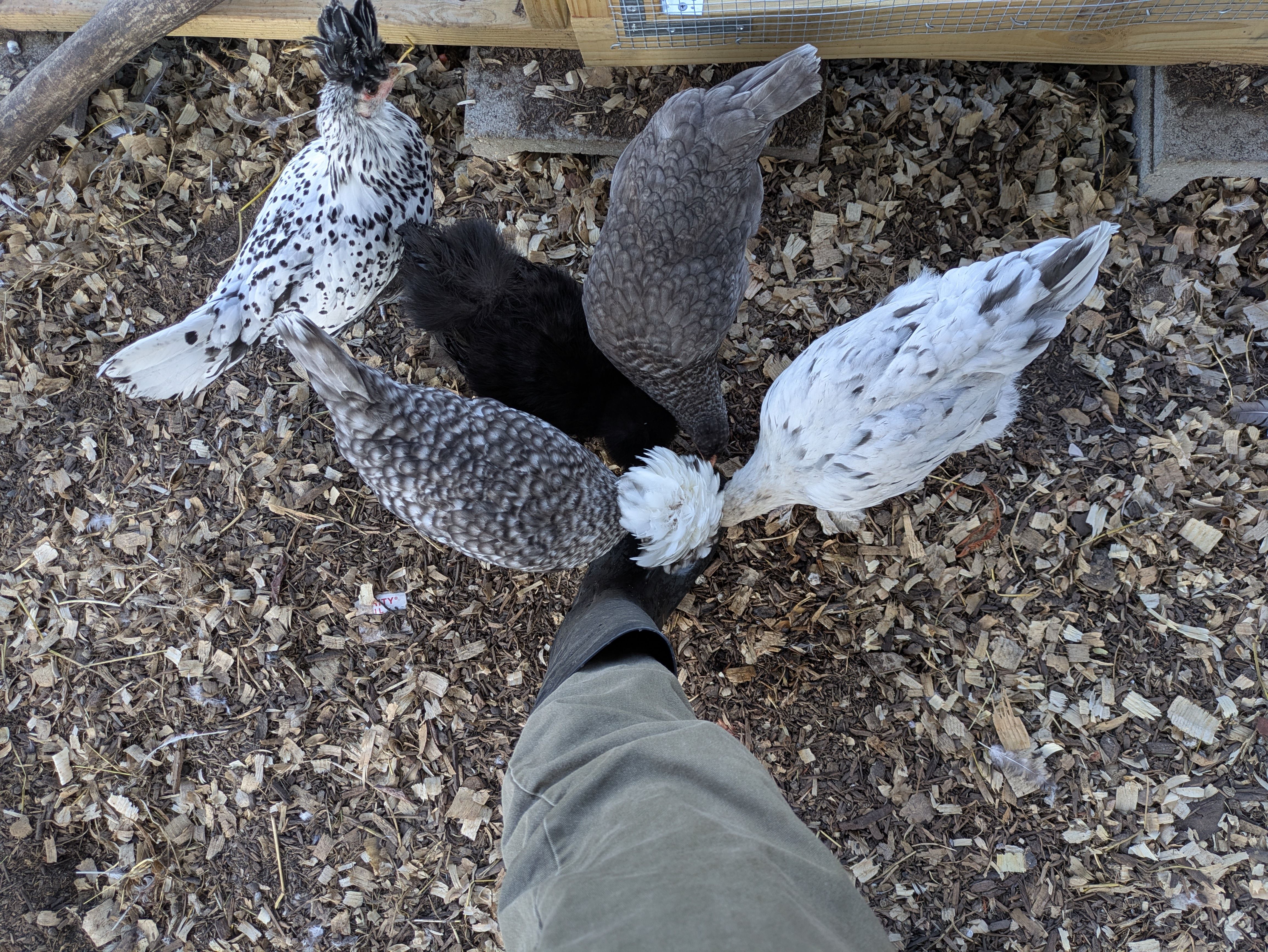 Four chickens gathered around an extended leg. Most are face down, pecking at the leg's boot. A fifth speckled chicken, off to the side, looks up at the camera.
