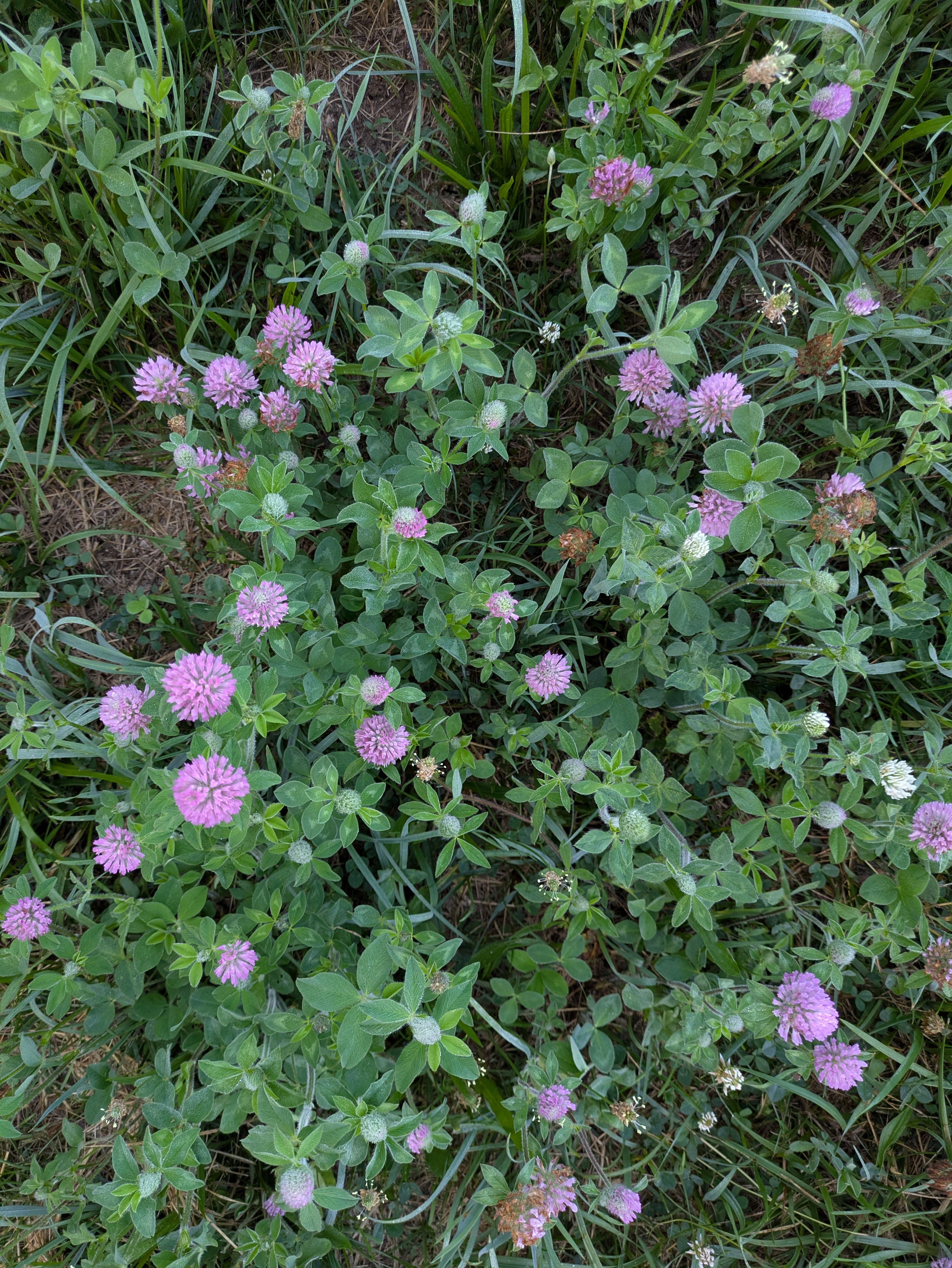 A close-up of tangled grass and purple clover. Big heads of purple clover pop against the background of their own green foliage and long leaves of grass.