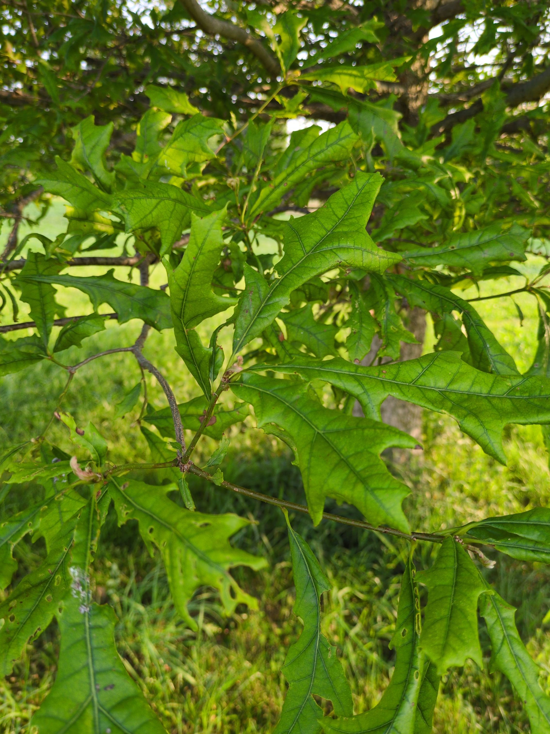 A close-up of the leaves of an overcup oak tree. The leaves are longer and, true to the latin name, somewhat lyre-shaped.