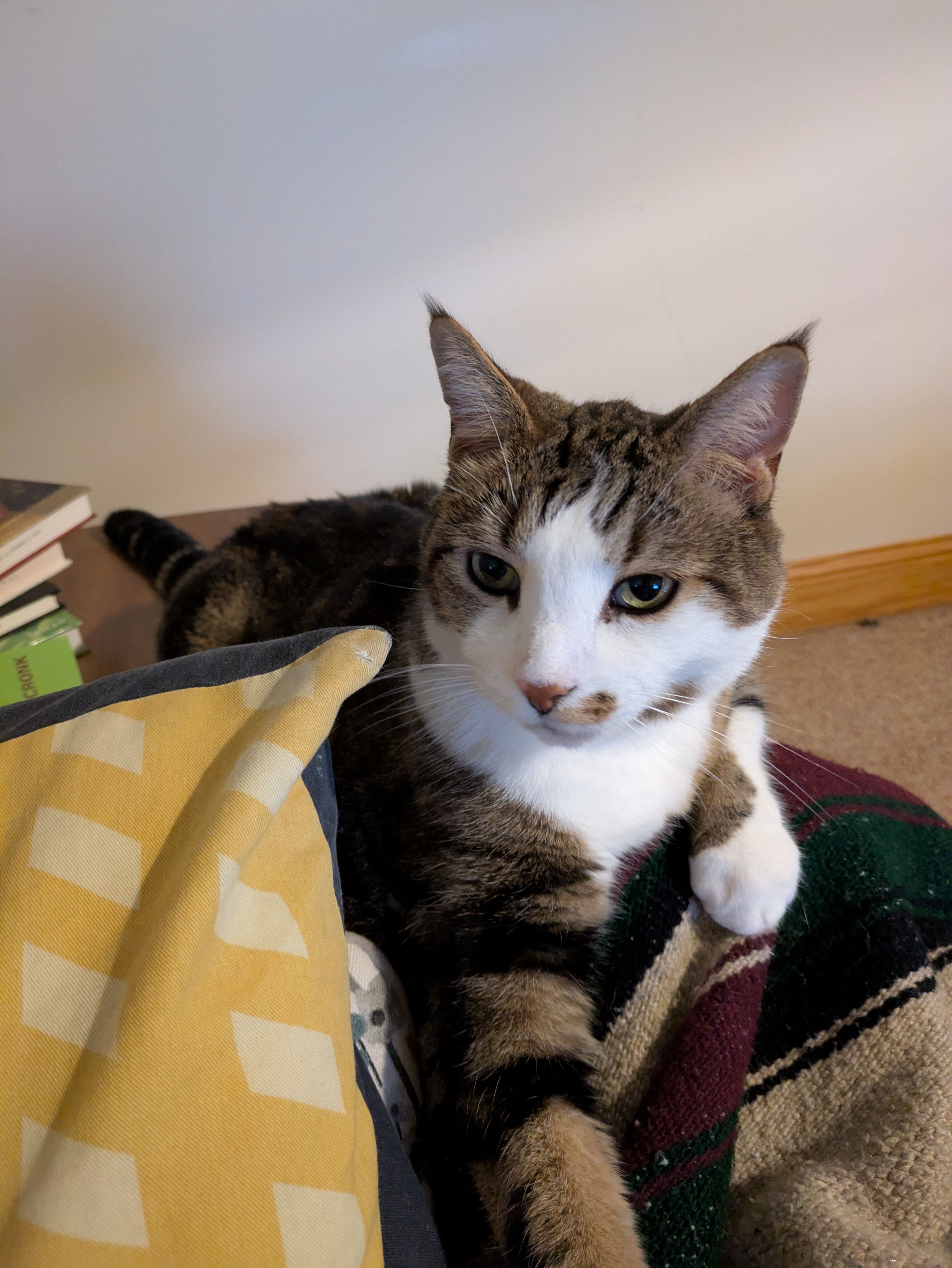 A tabby cat rests on a blanket alongside a pillow, stretched out toward the camera, somewhat sphinx-like. He is nearly looking at the camera. A small stack of books on a table is visible to the side of a frame.