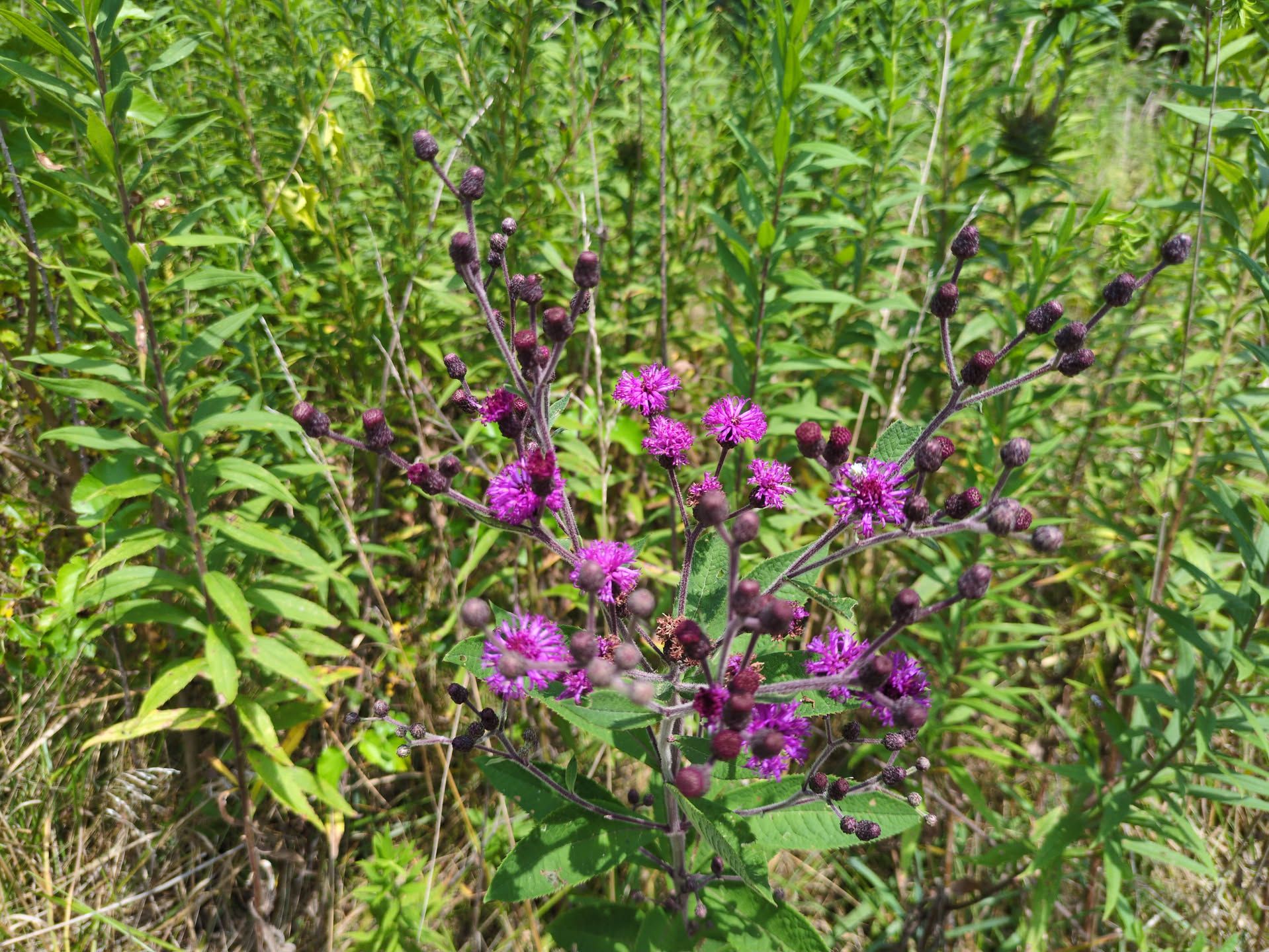 A closeup of an ironweed plant. Numerous bright purple poofs sit atop a series of stems that seem to extend from one central stem. All around is green foliage, but out of focus.