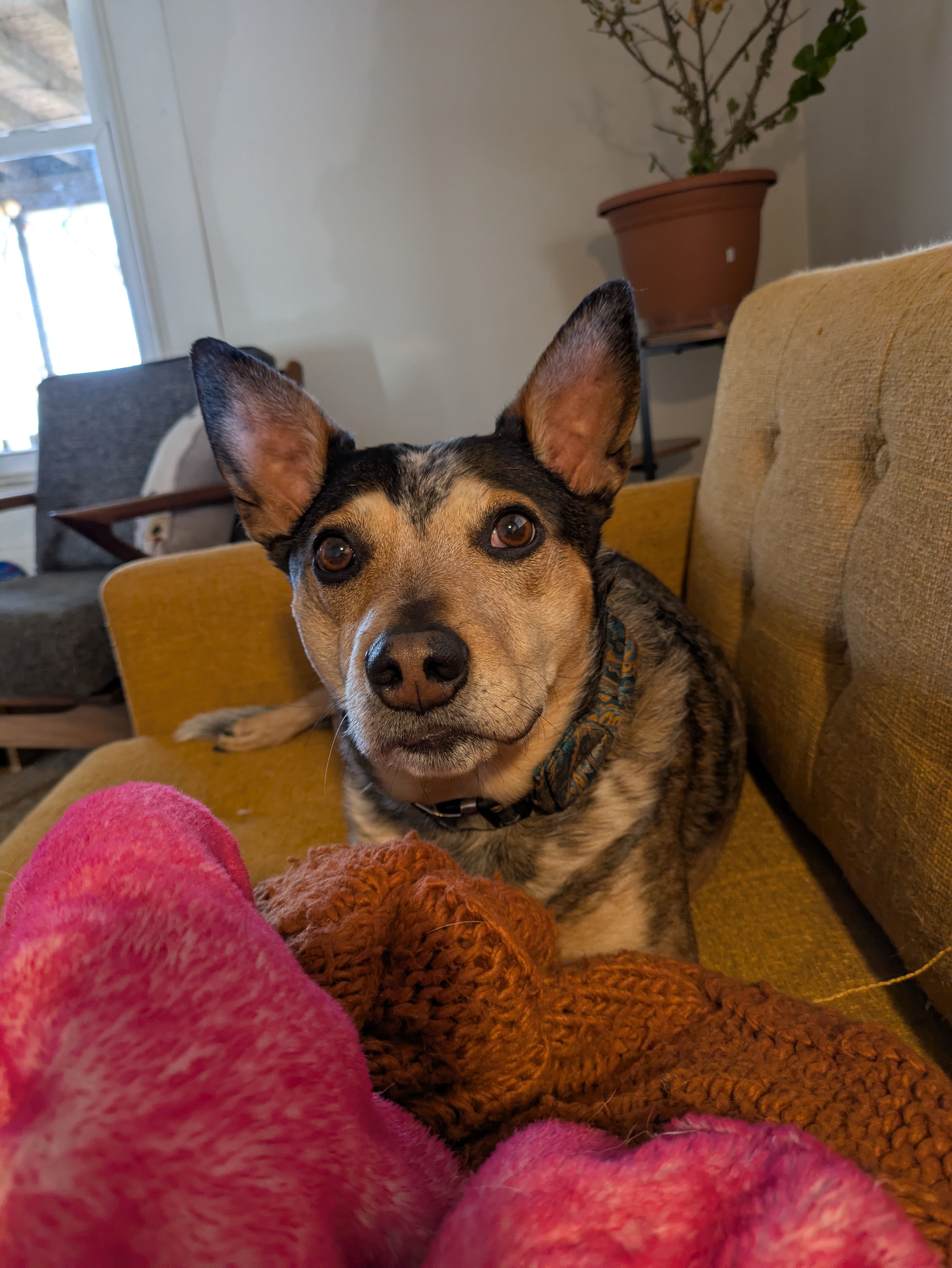 A heeler lying on an orange couch amidst a pile of blankets, looking up towards the camera.