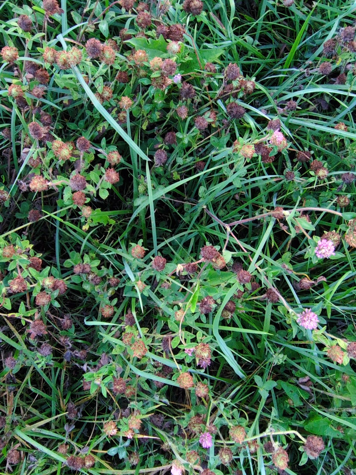 An overlapping tangle of grass, clover, and other foliage. Although there is a lot of green, some of the clover is dark and dry.