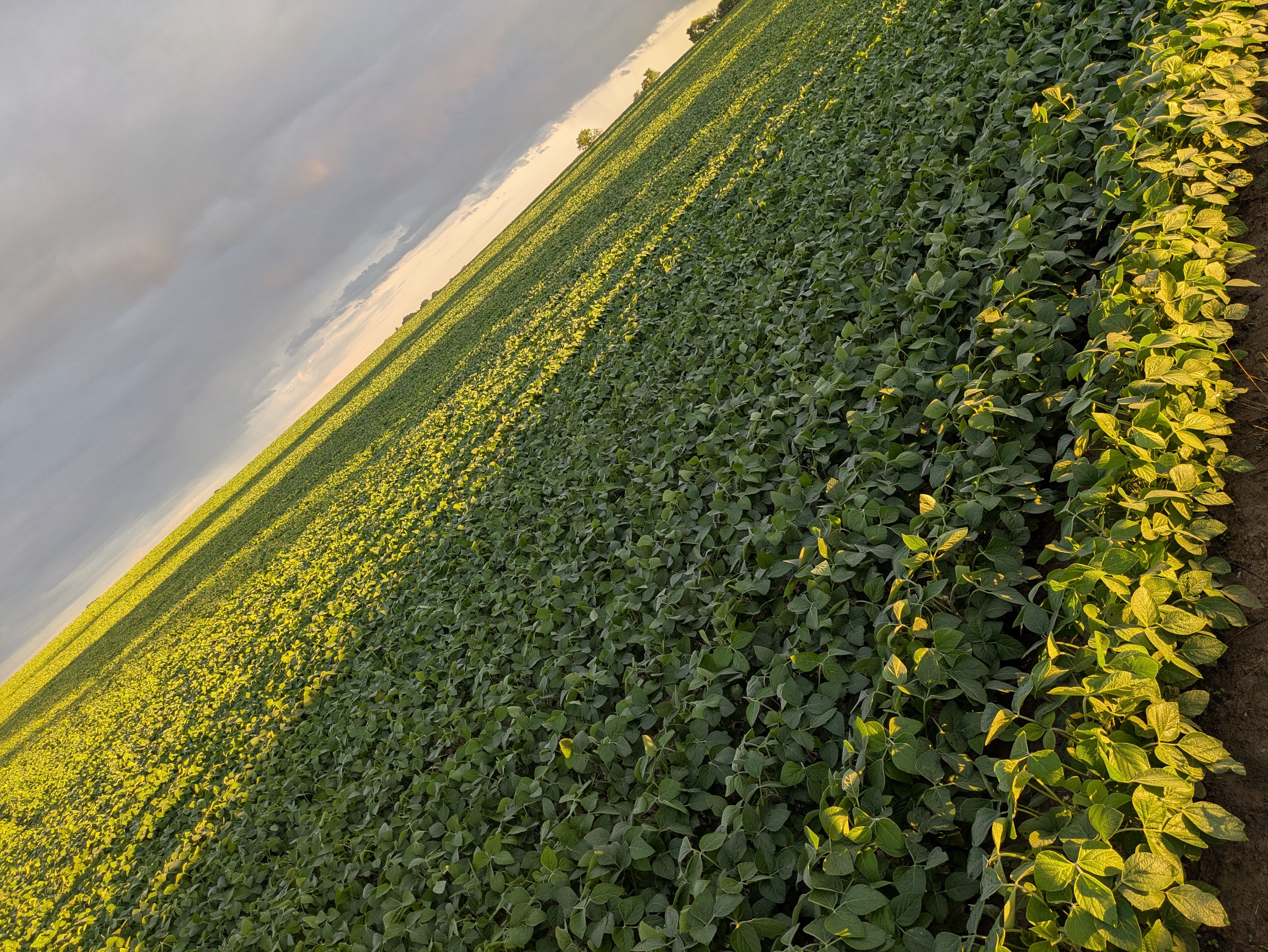 A green field of soybeans viewed at an angle. Shadows and sunlight make interesting designs across the field, and the cloudy sky is in the top-left of the frame.