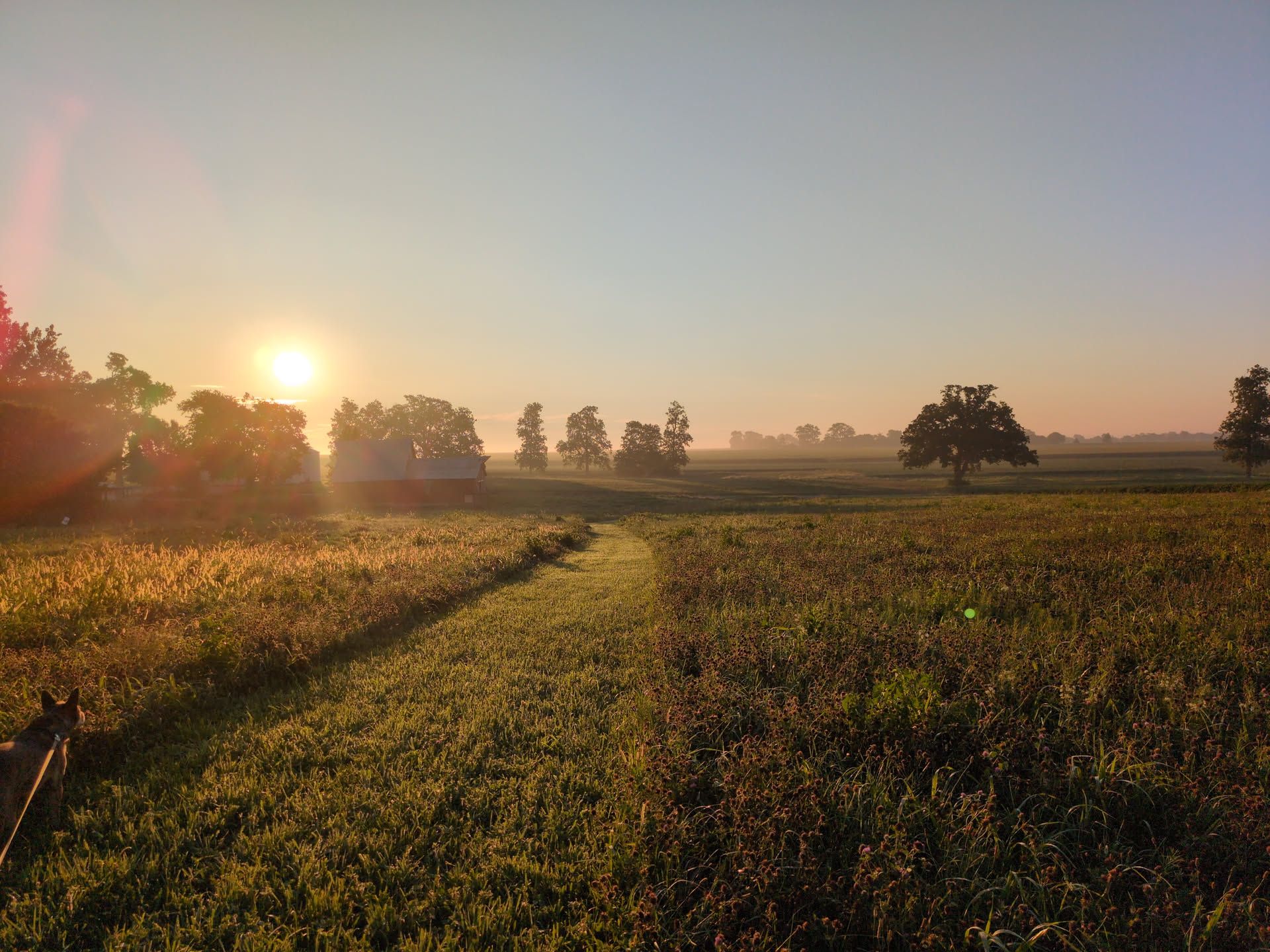 A landscape photo. Much of the photo is fairly washed out by sun and sunstreaks, but you can see a grassy field and sillhouettes of a sporadic treeline in the distance. A dog is somewhat in shadow in the foreground. A line of yellow-to-gold extends from the center of the frame rightward, to its edge: the tops of a cornfield.