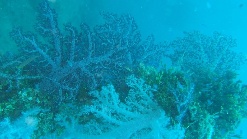 A stretch of coral, underwater, showing a range of colors -- from brighter algae green to darker murkier tones. The whole photo has a bit of a blurry, uncertain quality.