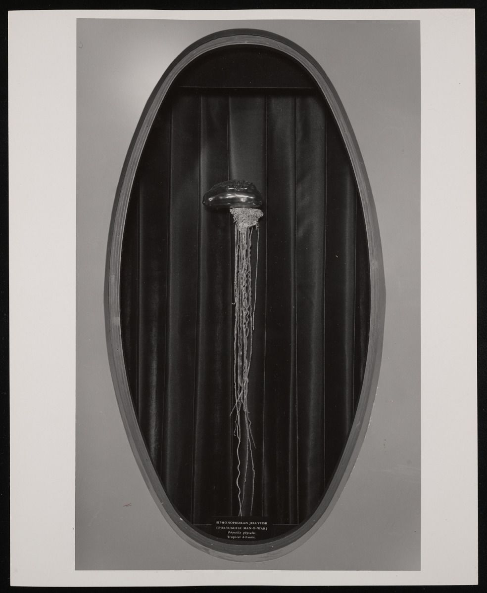 A black and white photo of a jellyfish fully stretched out, perhaps laid against a table. The caption reads: 'Siphonophoran Jellyfish; (Portuguese Man-O-War); Physalia physalis; Tropical Atlantic.'