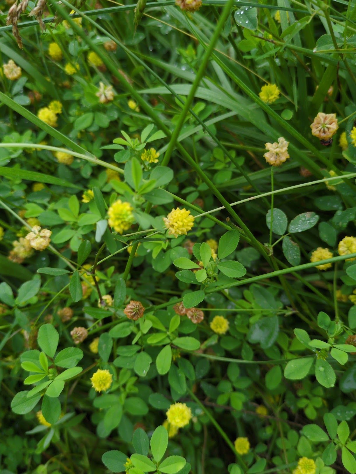 A close-up photograph of hop trefoil interspersed with long leaves of grass. The hop trefoil has three leaflets and yellow flowerheads.