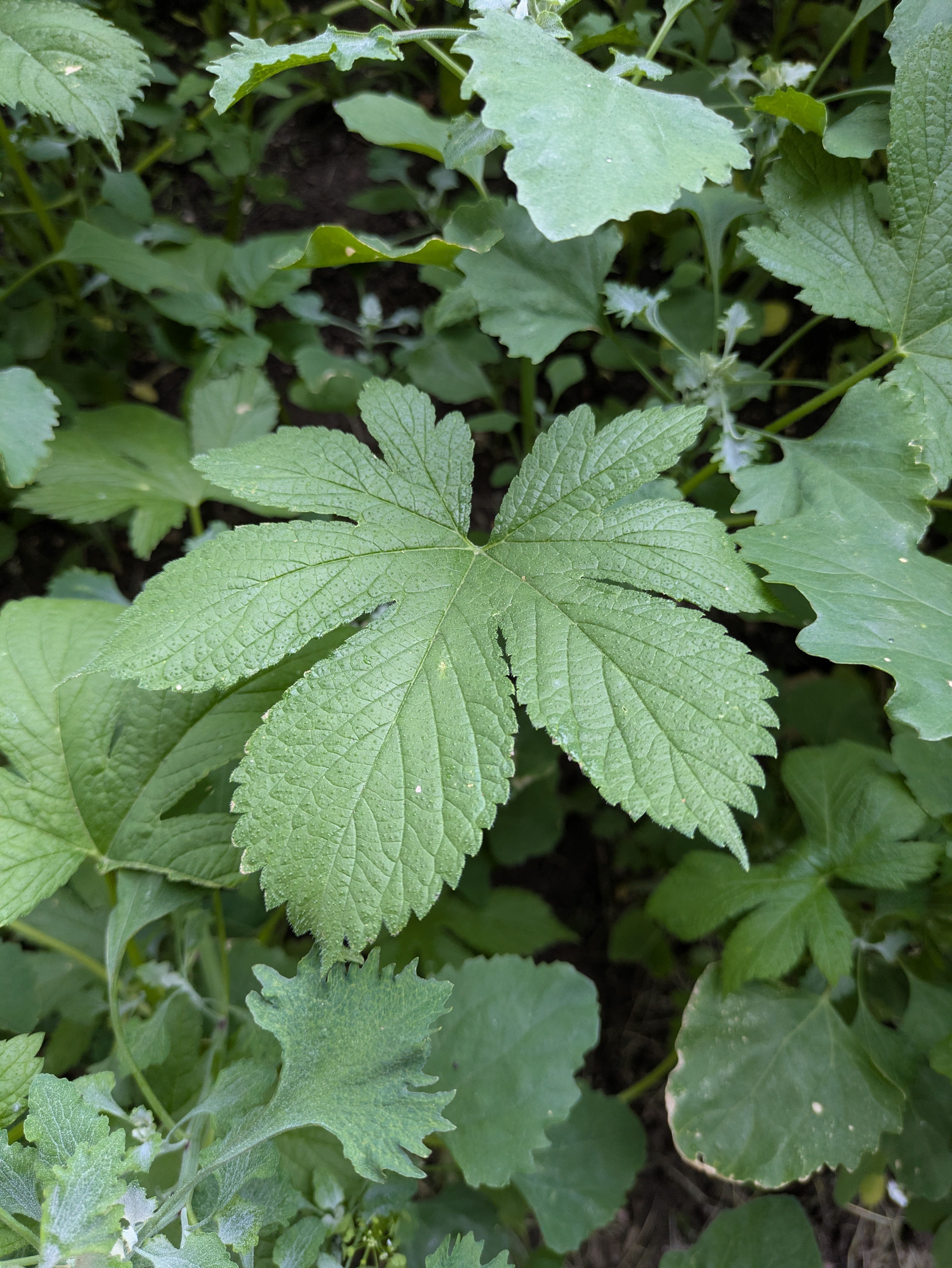 A photograph of foliage. In the center is a large seven-lobed leaf.