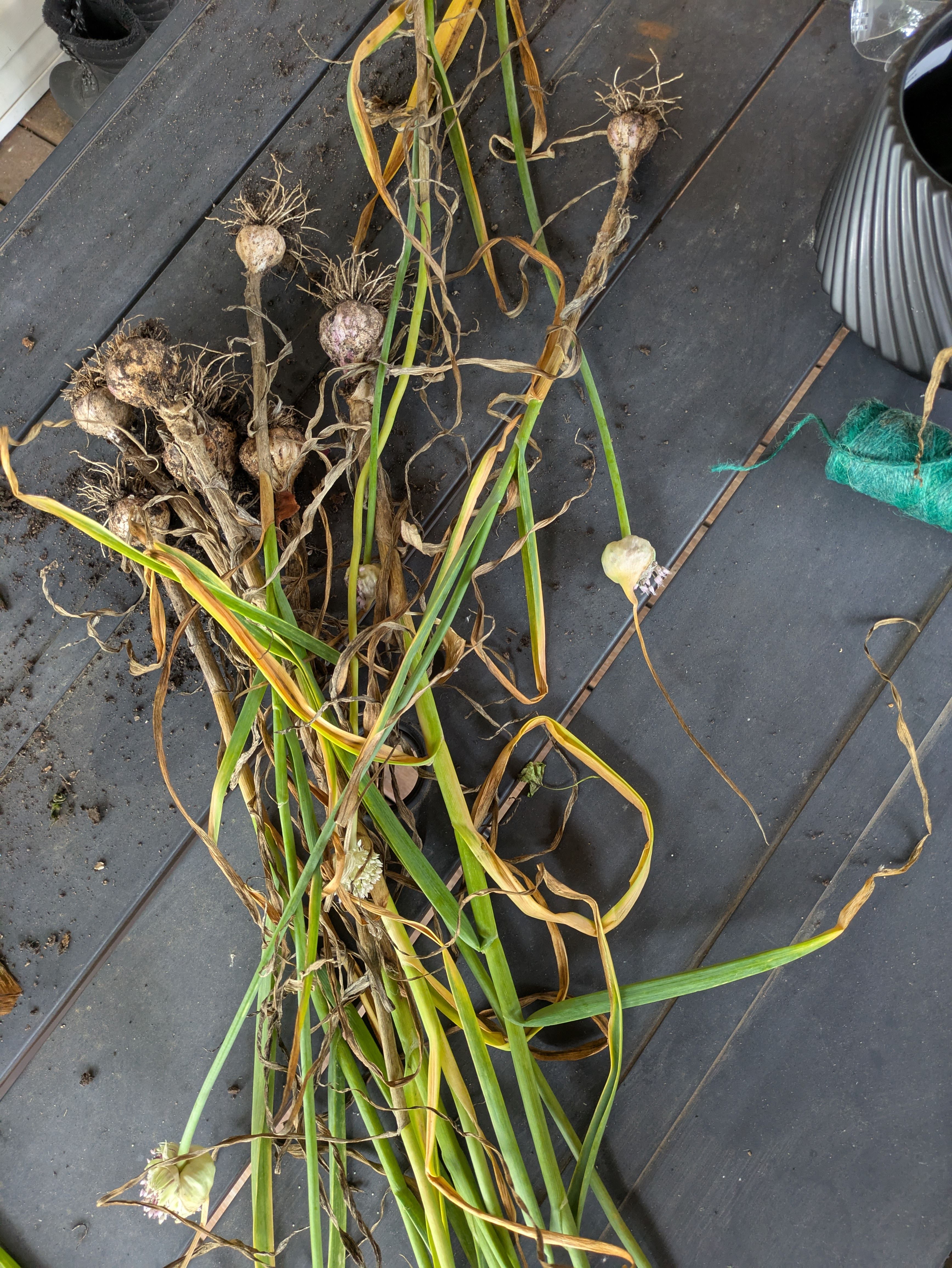 A number of stalks of garlic laying haphazardly across a tabletop. The bulbs still have some visible dirt. A spool of green twine is visible toward the edge of the frame.