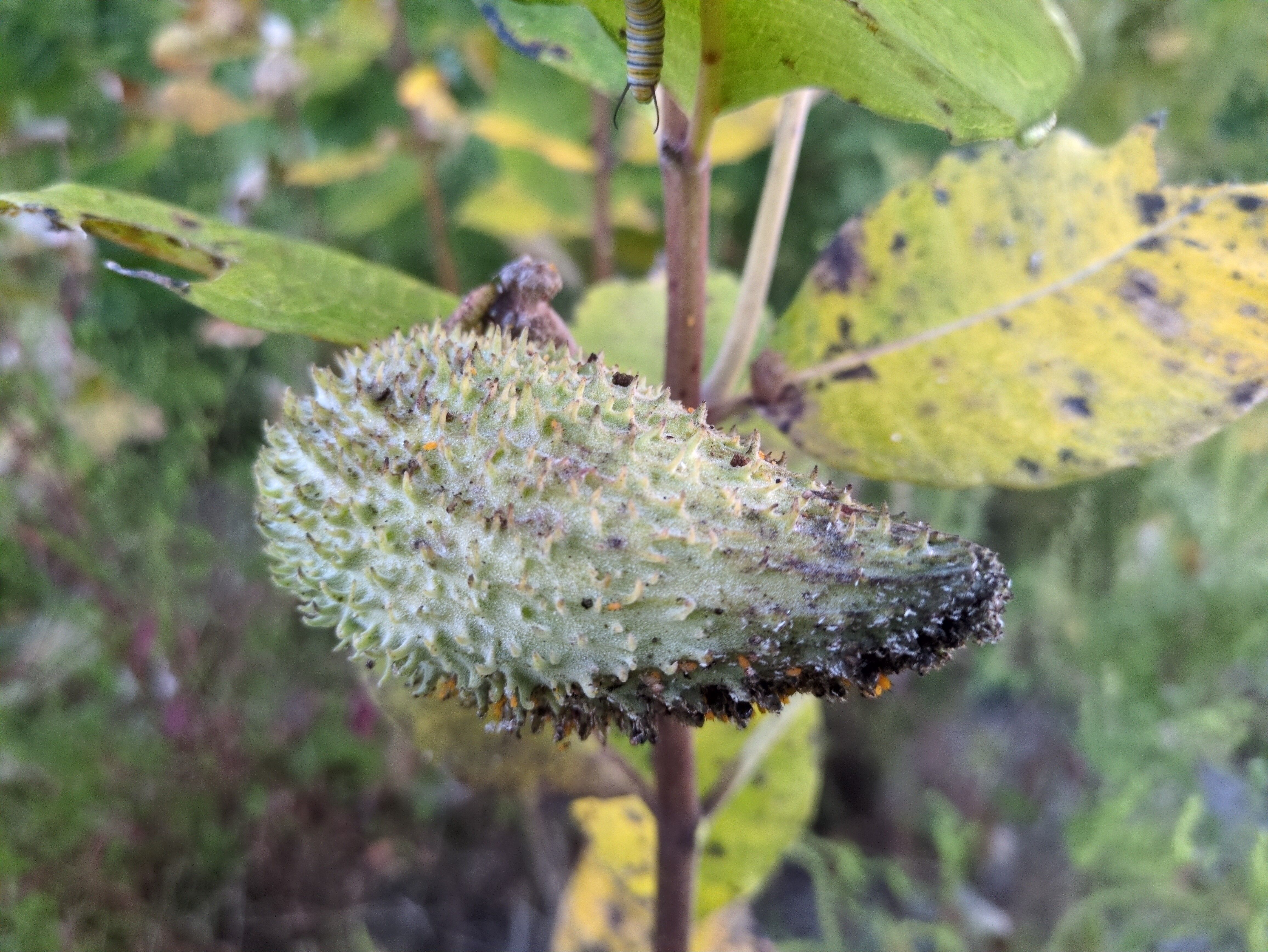A close-up photo of a milkweed pod against a background of foliage. At the center-top of the frame, easy to miss, is a striped caterpillar hanging down, presumably from a leaf that is out of sight.