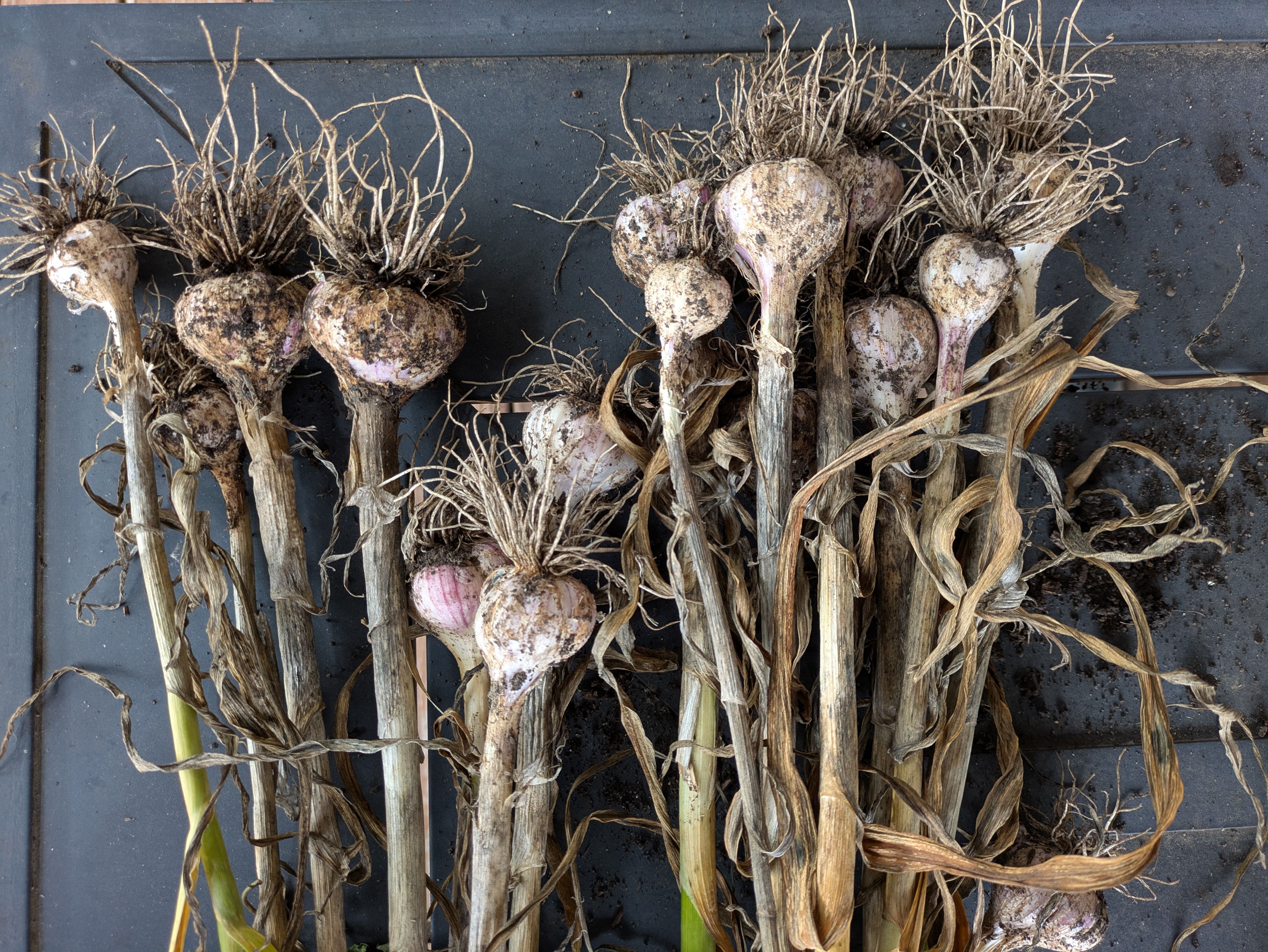 Stalks of harvested garlic bulbs on a black background. The stalks and bulbs still have some dirt and roots visible.