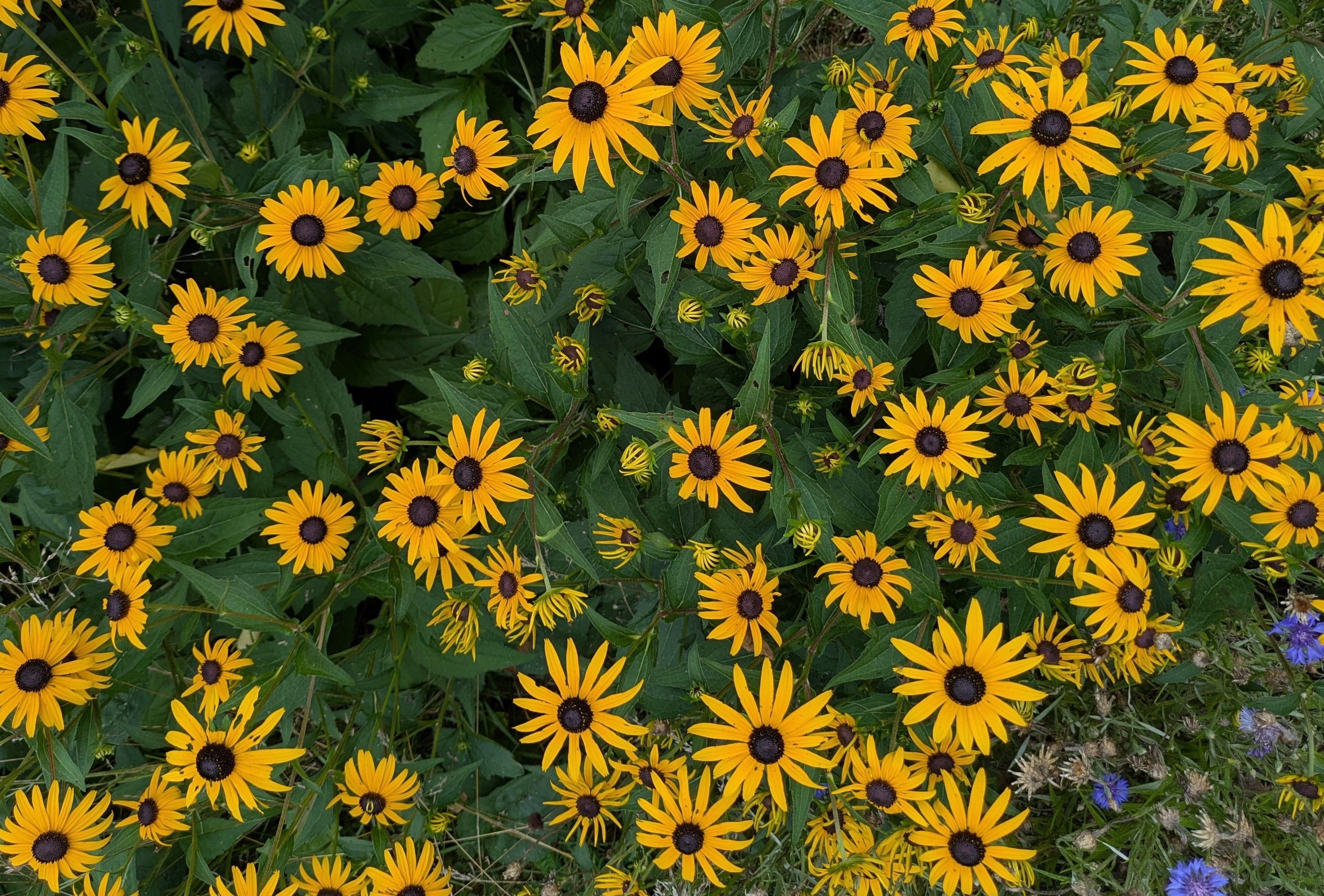 A close-up of rudbeckia taken from above the plants. The bulk of the frame is a mess of green foliage dotted with numerous bright yellow flowers. Some grass is visible at the edges of the frame, and a few small blue flowers creep into the bottom-right of the frame.